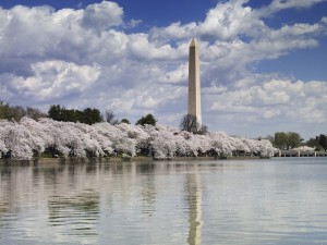Washington Monument in D.C. during springtime with the cherry blossoms.