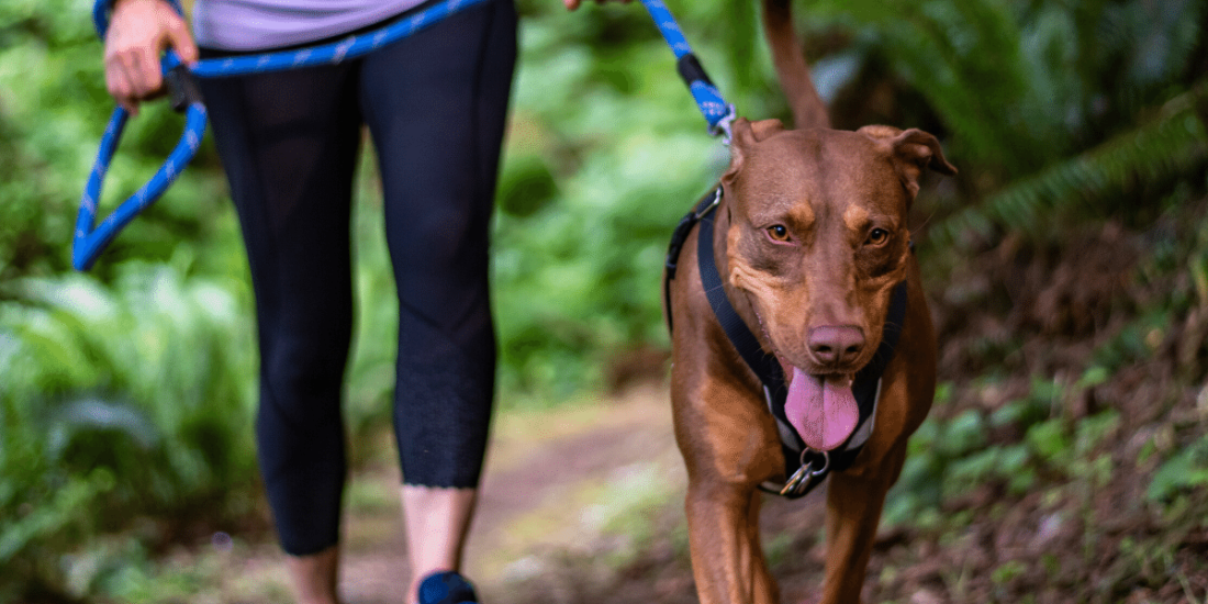 Tips For Coping With Dog Anxiety in Quarantine - Pursuit of it All